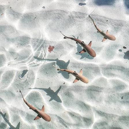 Baby reef sharks swimming in shallow water